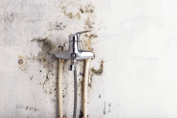 Best Home Mold Removal  in Punxsutawney, PA