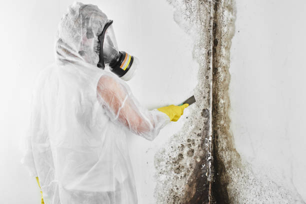 Best Mold Removal Near Me  in Punxsutawney, PA