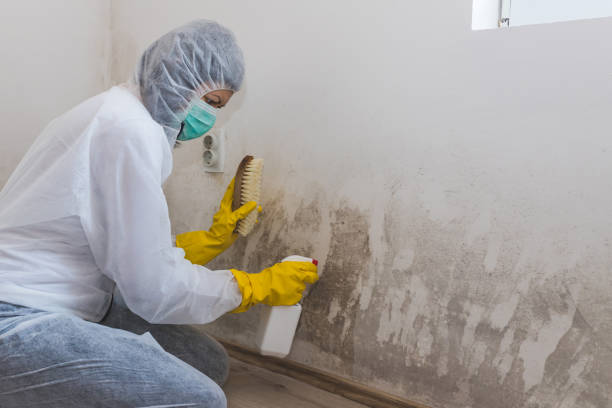 Best Fast Mold Removal  in Punxsutawney, PA