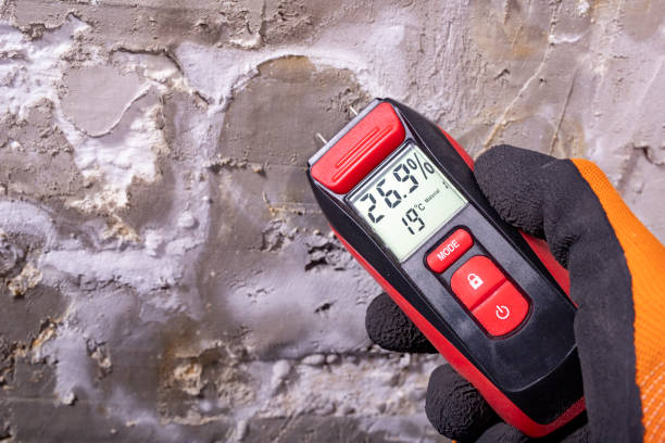 Best Same-Day Mold Removal  in Punxsutawney, PA