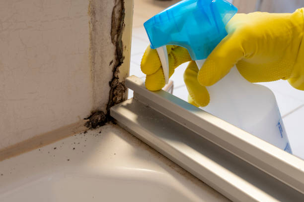 Best Fast Mold Removal  in Punxsutawney, PA