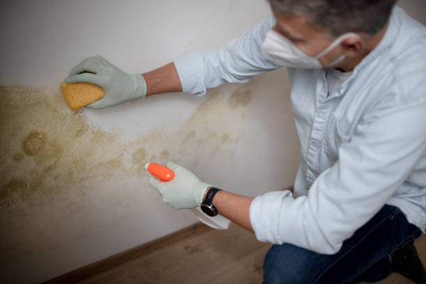 Best Local Mold Removal Service  in Punxsutawney, PA