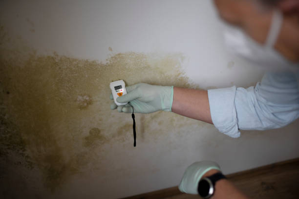 Best Mold Testing  in Punxsutawney, PA