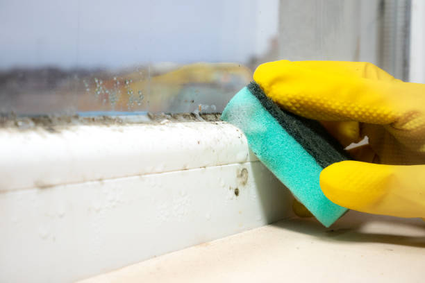 Best Mold Damage Repair  in Punxsutawney, PA