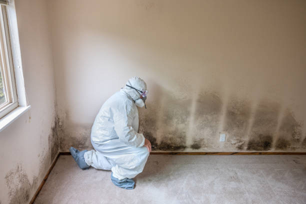 Best Commercial Mold Removal  in Punxsutawney, PA