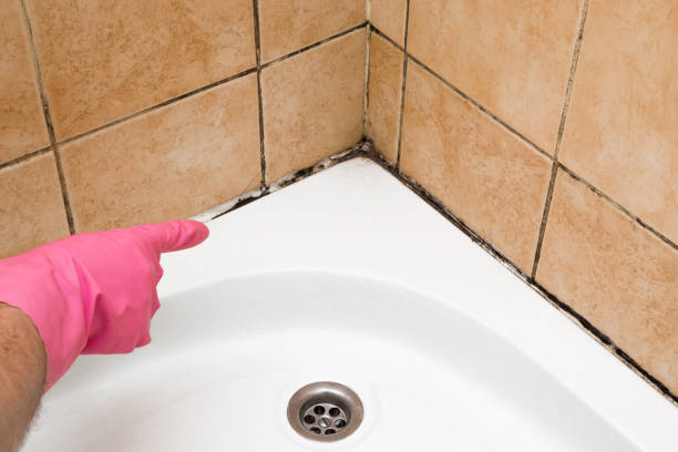 Certified Mold Removal in Punxsutawney, PA